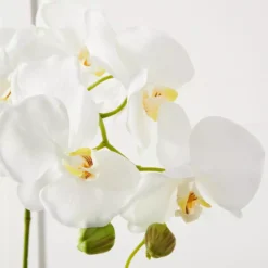 Orchid Stem -Interior Sales Store 1117256710 t