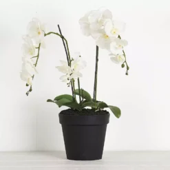 Potted Orchid Phalaenopsis