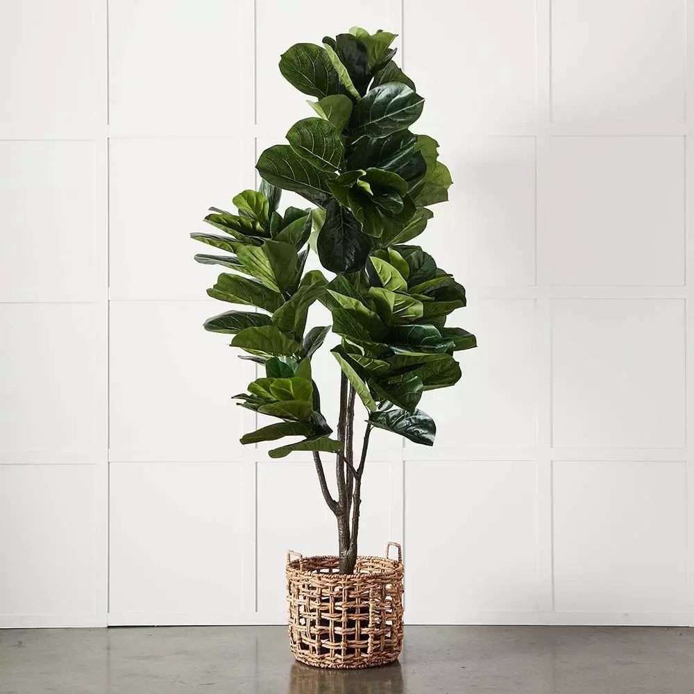 Potted Ficus XL 2 Potted Ficus XL - Image 2