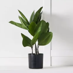 Potted Rubber Fig