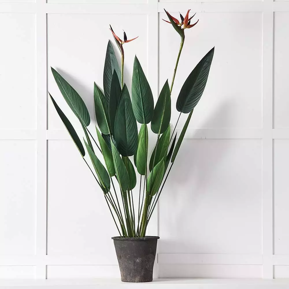 Bird Of Paradise Plant 2 Bird Of Paradise Plant - Image 2