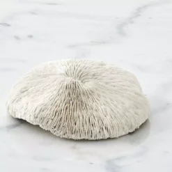 Ecology Spinifer Coral