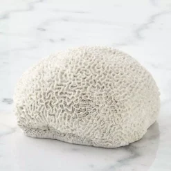 Ecology Membrane Coral