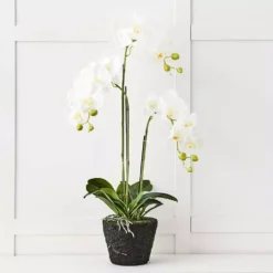Blume 3 Stem Orchid