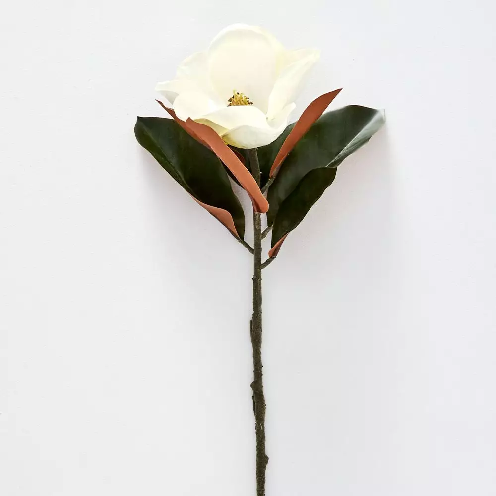 Magnolia Flower 1 Magnolia Flower