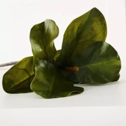 Fig Leaf Stem -Interior Sales Store 1117260066 C