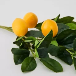 Lemon Stem -Interior Sales Store 1117260334 c